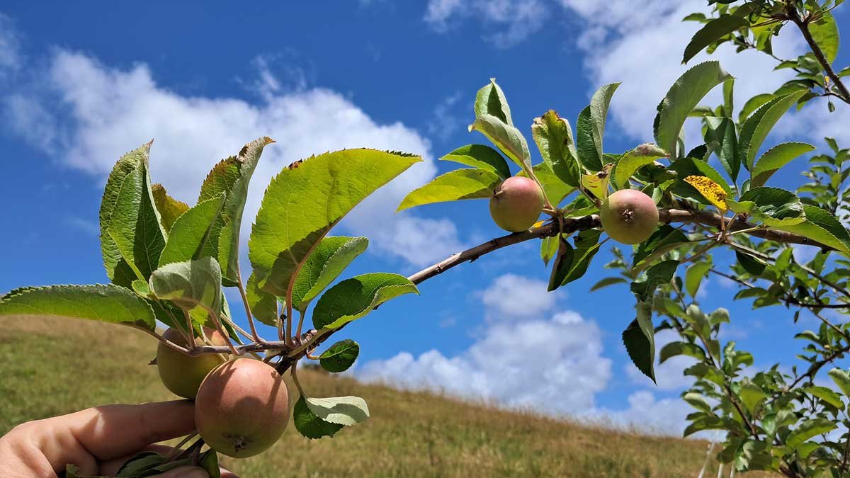 Brach thinned down to four apples