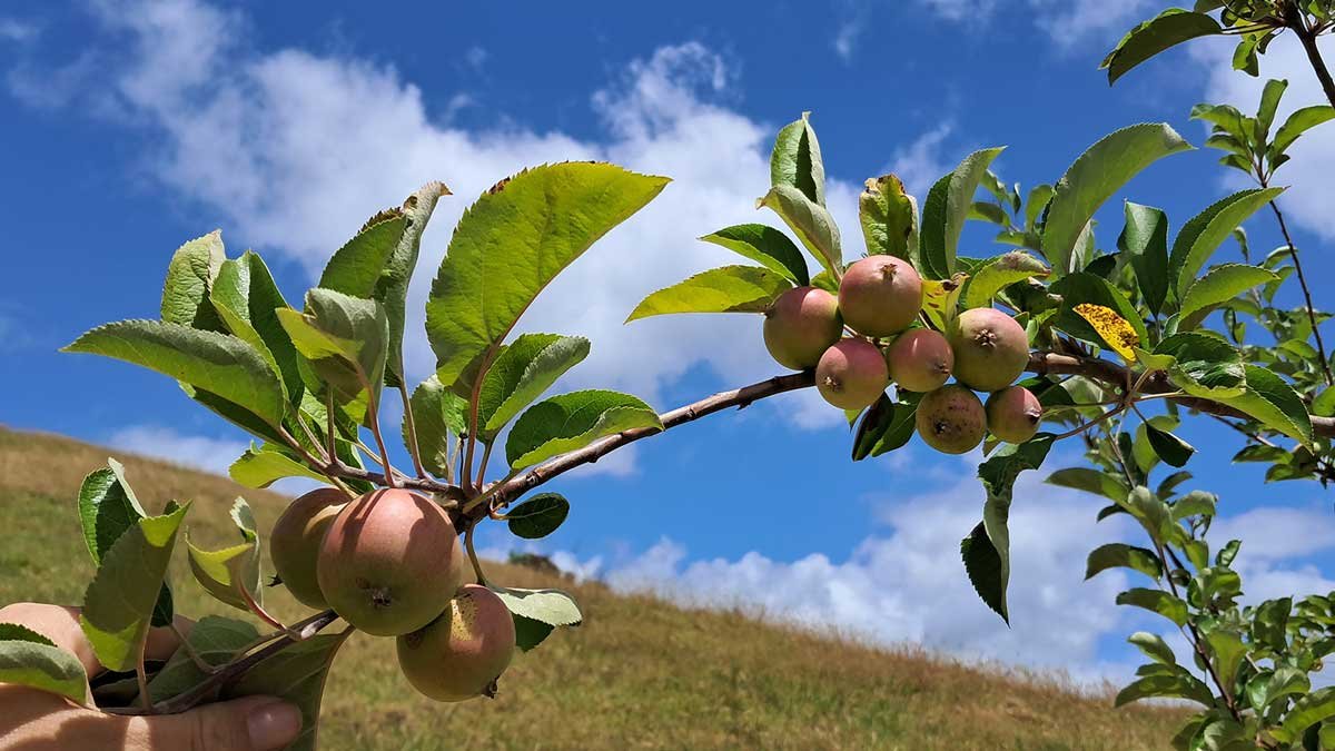 A branch with 10 apples on it