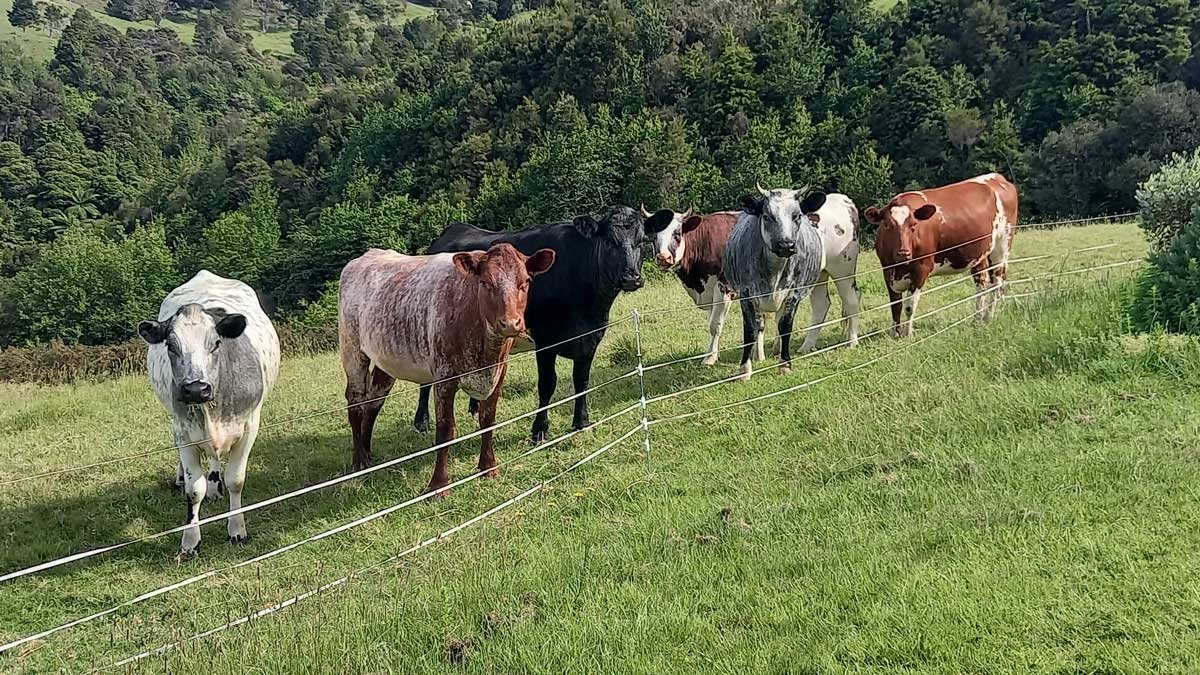 A herd of 6 different cows all looking at the camera.