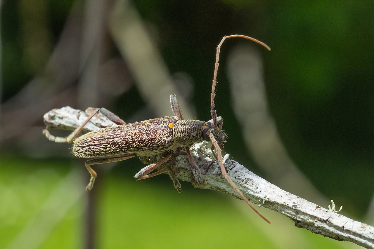 Dorsal view of Lemon tree borer by Shaun Lee