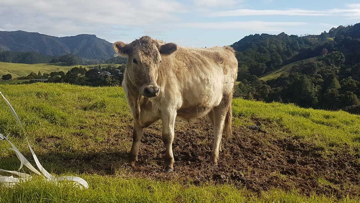 This cow is actually a steer and so wasn't physically capable of being a house cow, but he sure was handsome.