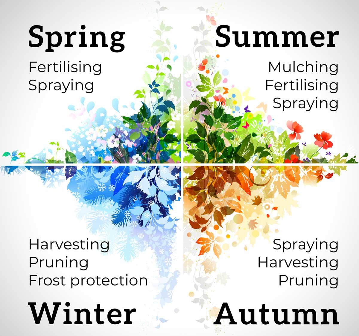 Diagram showing the jobs for citrus trees throughout the year. Spring: fertilising and spraying. Summer: mulching, fertilising, and spraying. Autumn: Spraying, harvesting, pruning. Winter: harvesting, pruning, frost protection