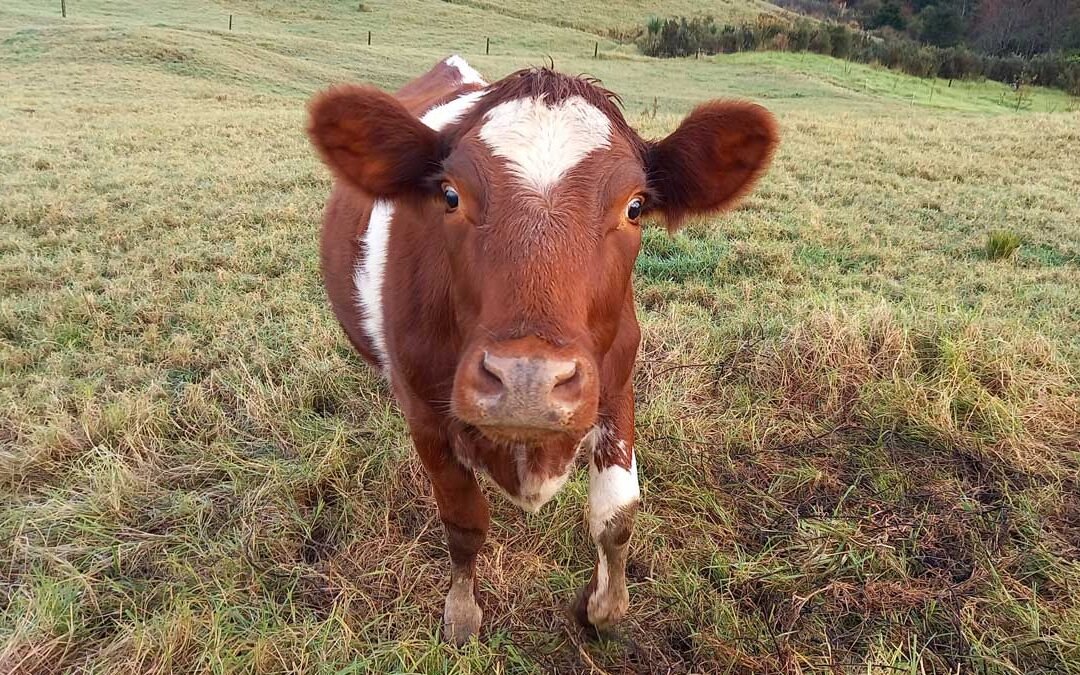 A brown cow with a white heart on her head looks directly at the camera.