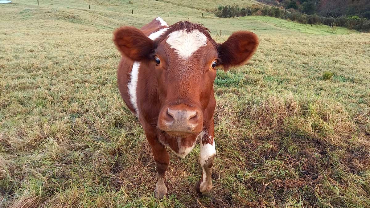 A brown cow with a white heart on her head looks directly at the camera.