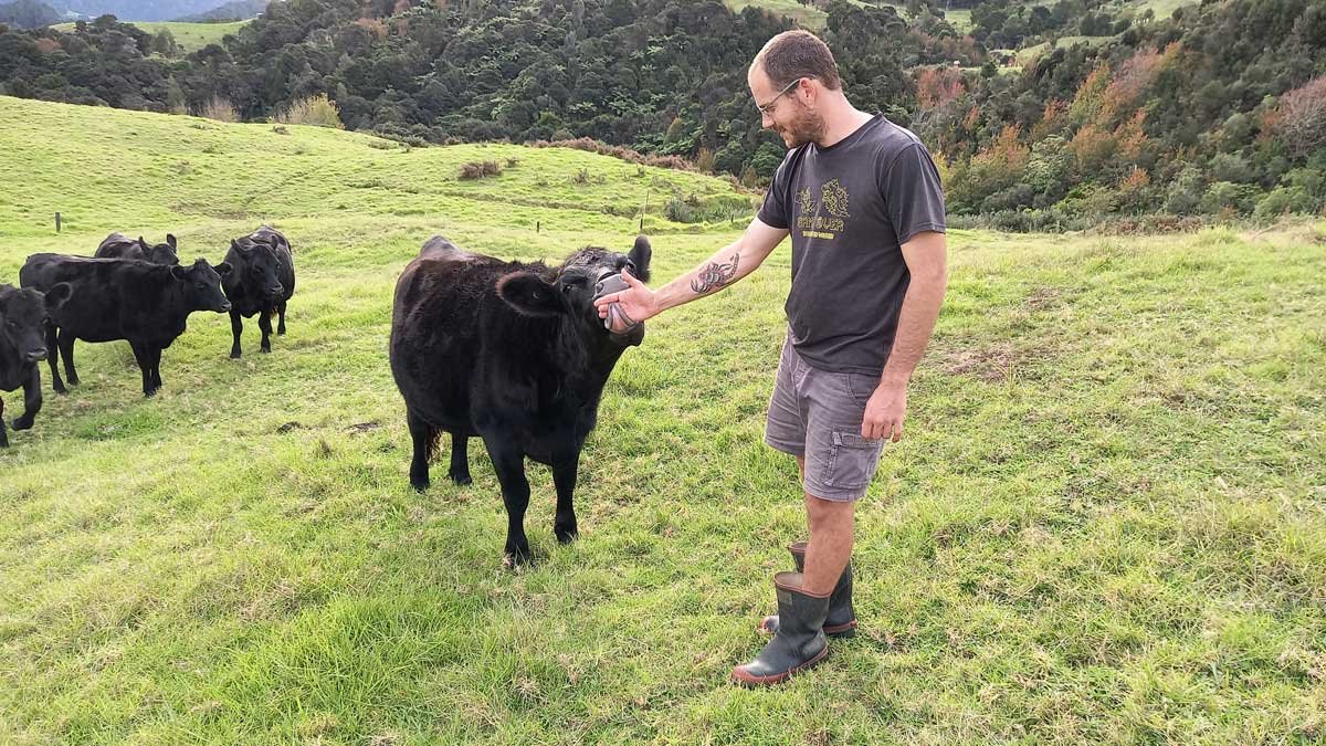 Richard offering his arm to 'Licker' - the only cow we've had who has been friendly enough to think about turning into a house cow. His arm is outstretched while her tongue wraps around his hand. The rest of the herd in the background.