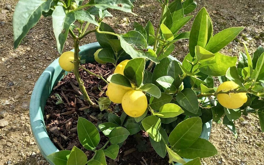 A potted Meyer lemon tree with ripe lemons hanging from it.