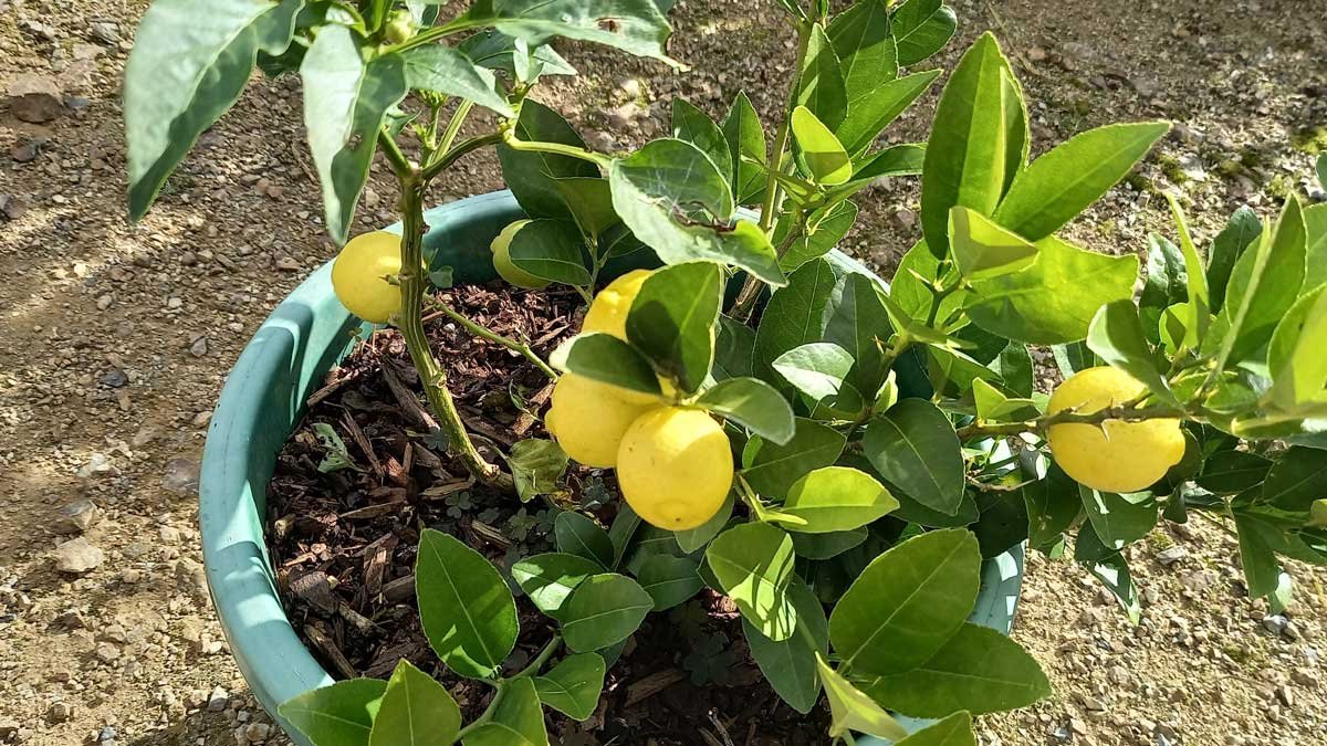 A potted Meyer lemon tree with ripe lemons hanging from it.