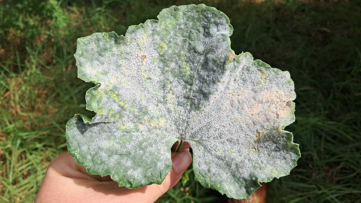 A leaf from a cucumber plant affected with powdery mildew.