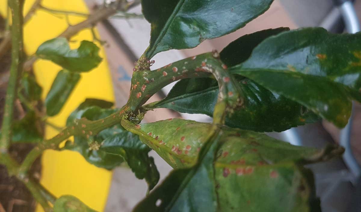 Orange scale on a lemon tree