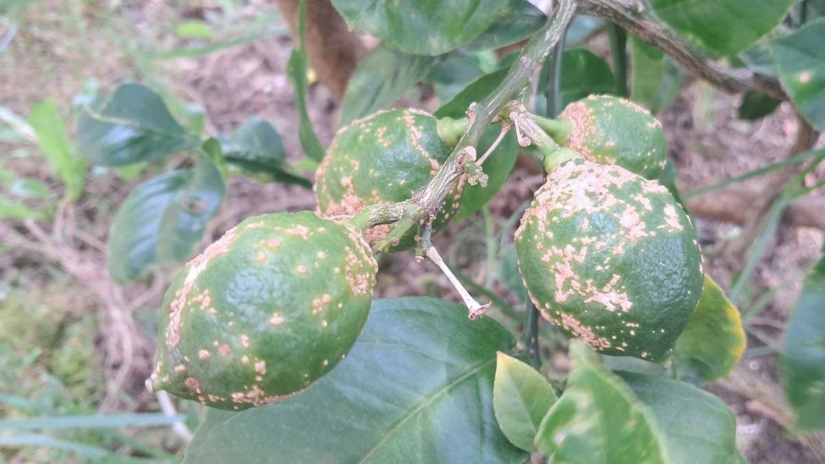 Young lemons on a tree with some pretty severe verrucosis