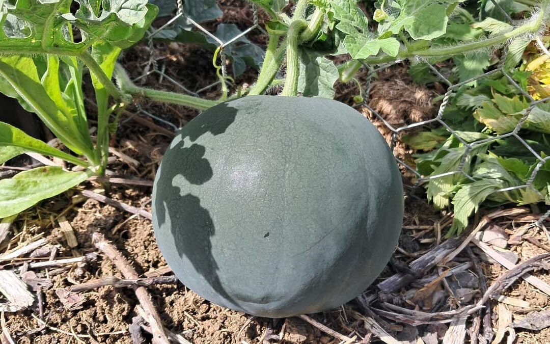 A half-grown watermelon