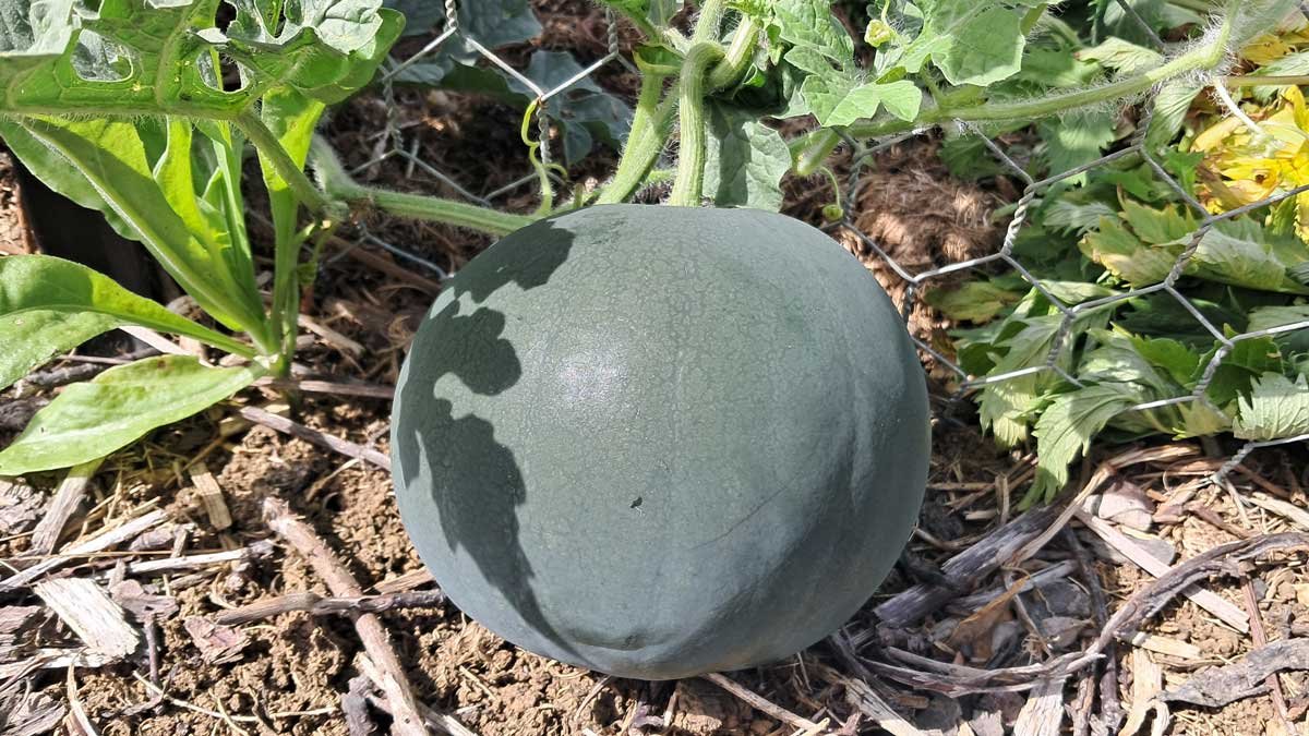 A half-grown watermelon