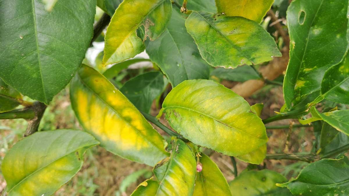 Yellowing leaves on a lemon tree