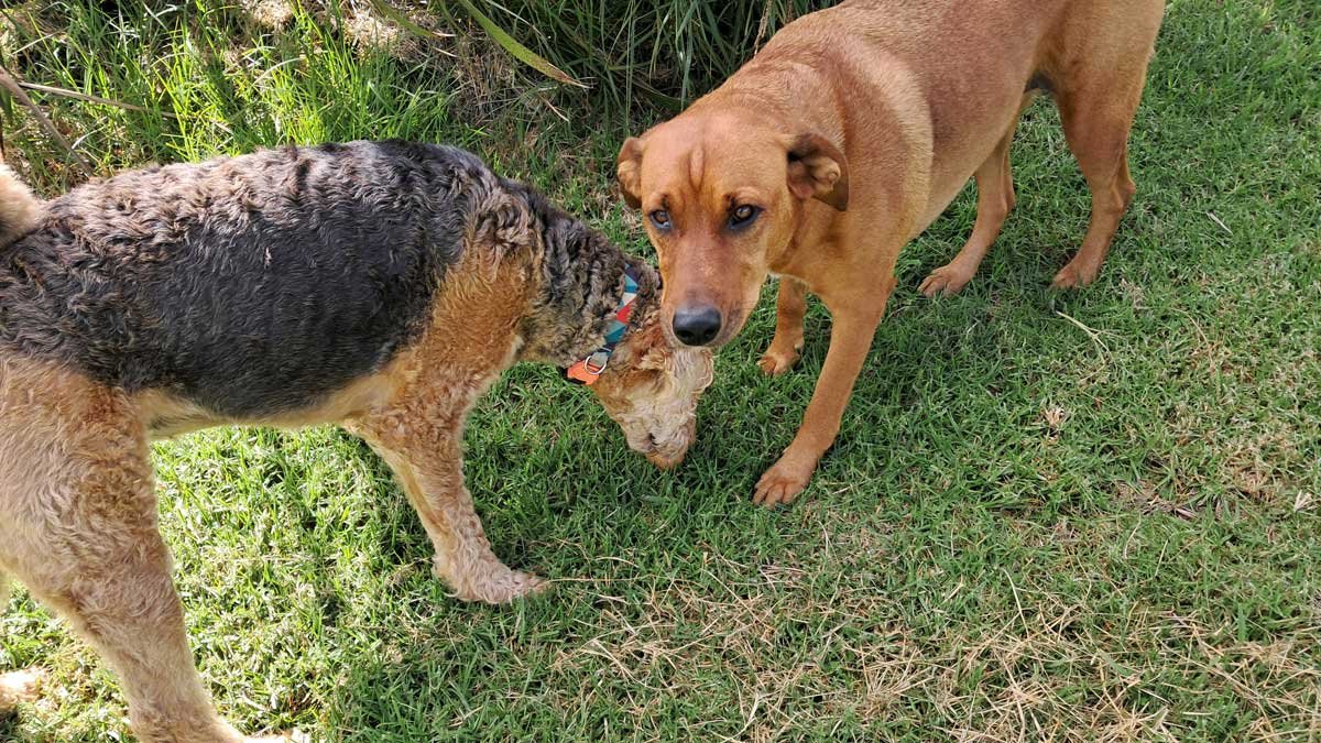 Hine hovers over an egg while Roxy looks at the camera.