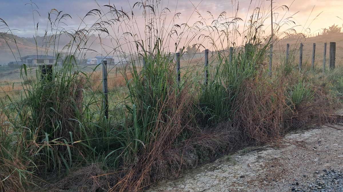 Three clumps of grass that hide a mystery bird