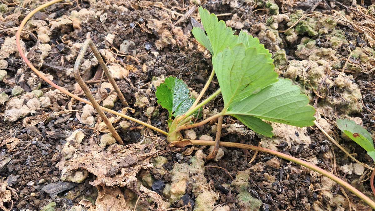 A strawberry runner being held down by two landscaping pins, one of which is half-way out of the soil.