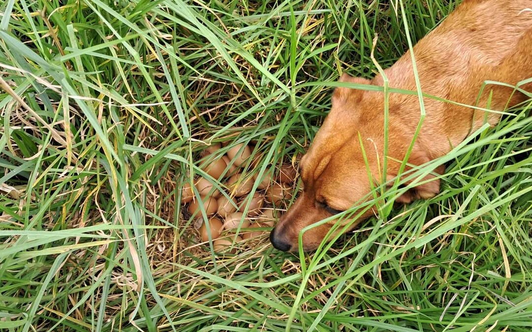 Roxy the dog sniffs out a clutch of 24 eggs in long kikuyu grass.