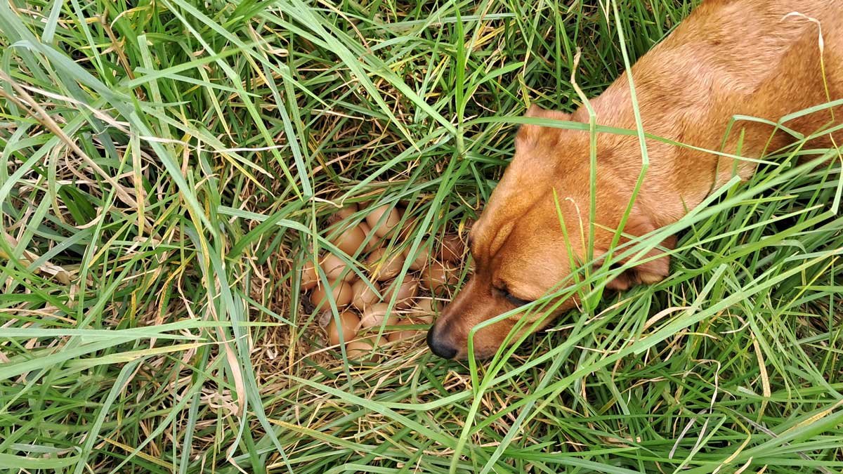 Roxy the dog sniffs out a clutch of 24 eggs in long kikuyu grass.