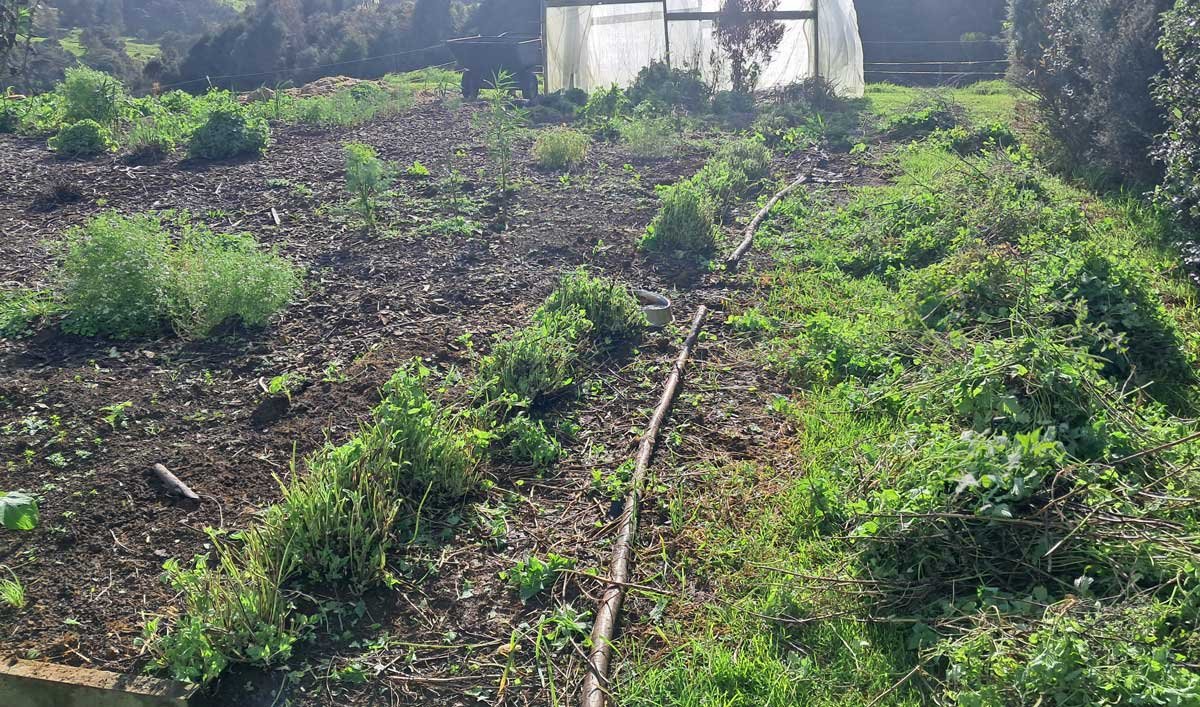 After trimming a row of catnip.