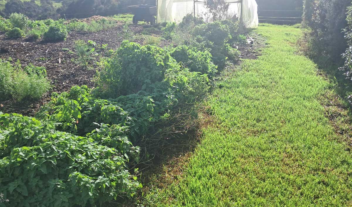 Before trimming a row of catnip.