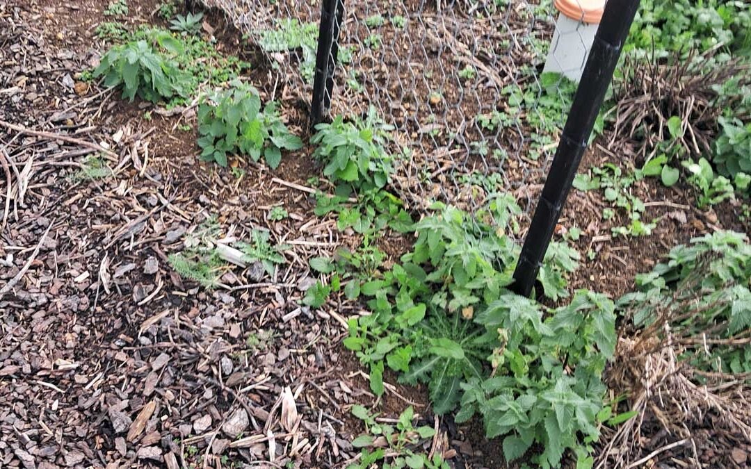 Catnip seedlings growing in a path.