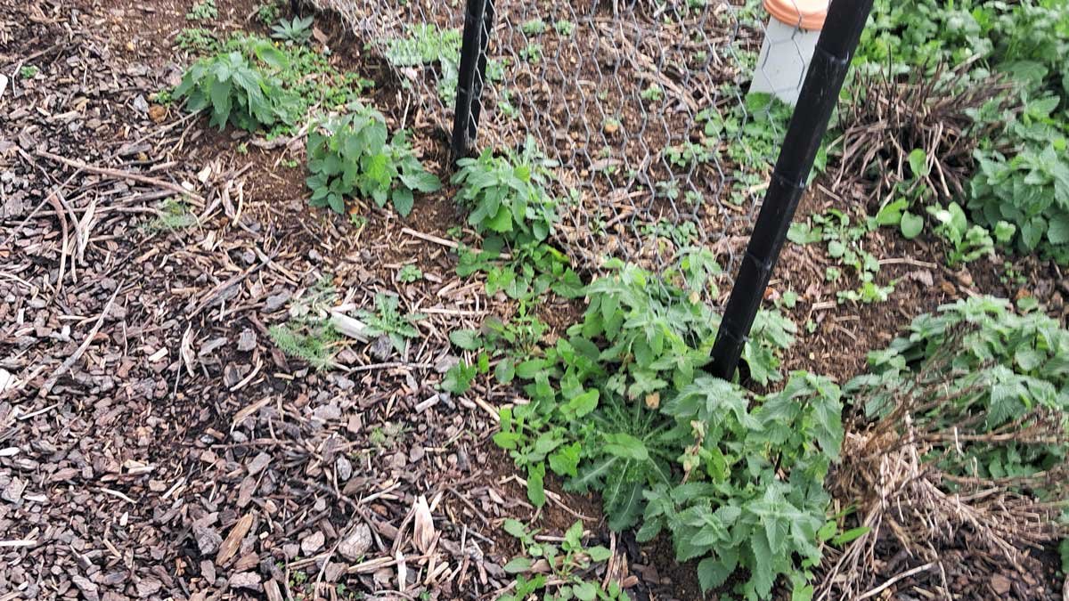 Catnip seedlings growing in a path.
