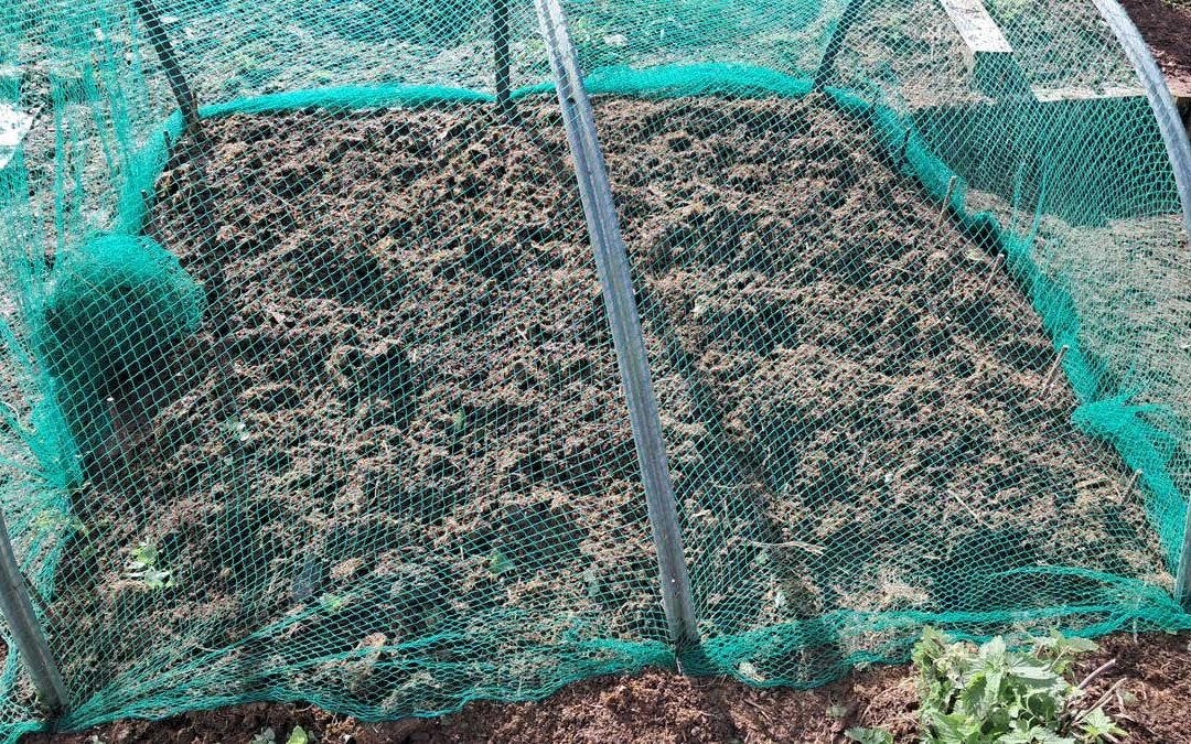 A garden bed containing just-planted garlic, covered in green bird net over aluminium cloche hoops.