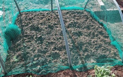 Going back to growing garlic