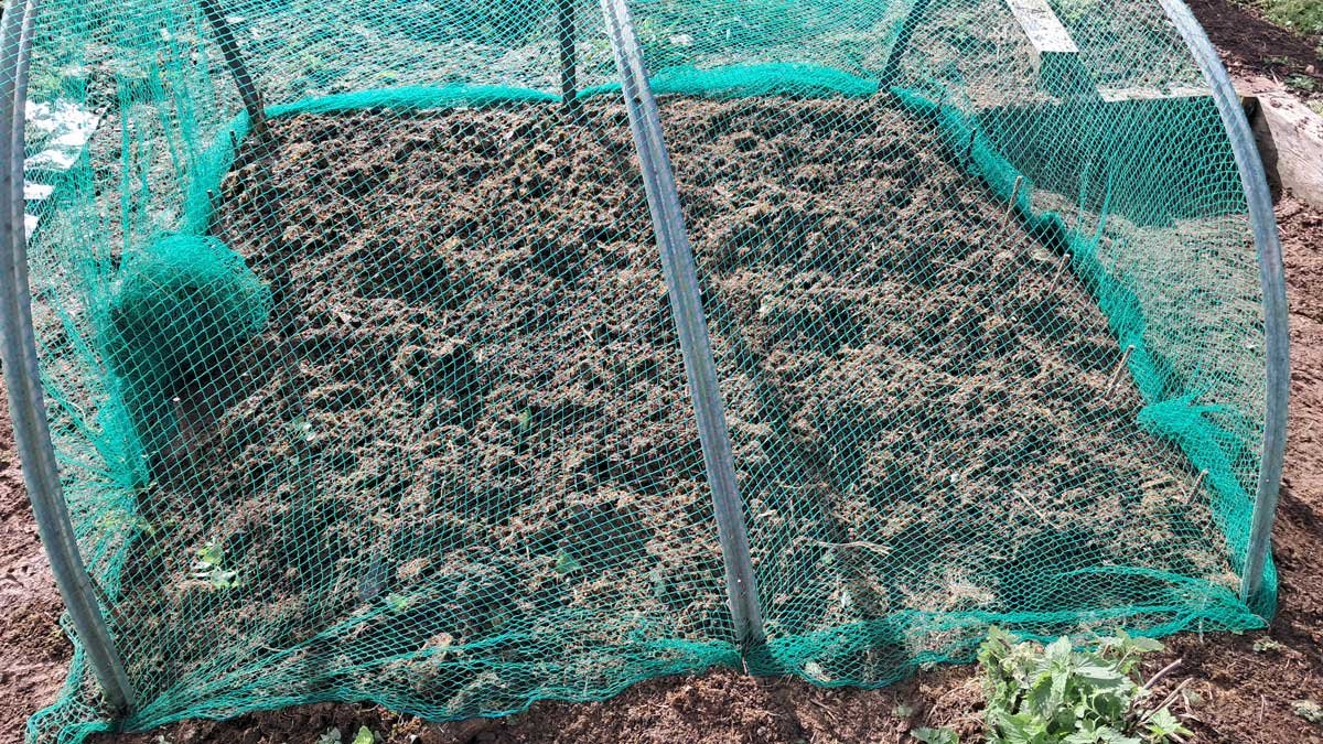 A garden bed containing just-planted garlic, covered in green bird net over aluminium cloche hoops.