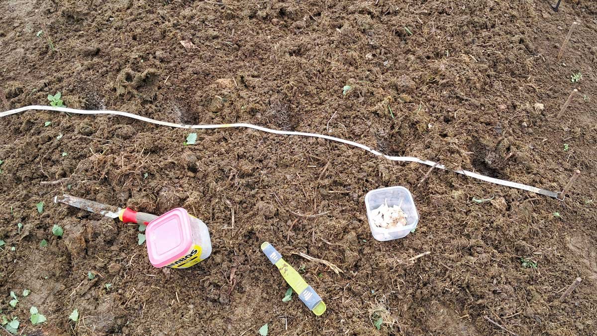 Planting garlic 2025 5 holes in a garden bed dosed with lime and blood and bone alongside a measuring tape. A container of nutrients, a container of garlic cloves, a digging tool, and a measuring spoon are on the dirt.