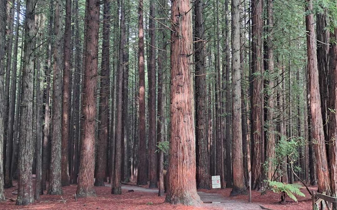 A path winds through a stand of Redwoods in Rotorua, NZ.