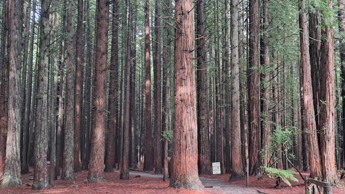 A path winds through a stand of Redwoods in Rotorua, NZ.