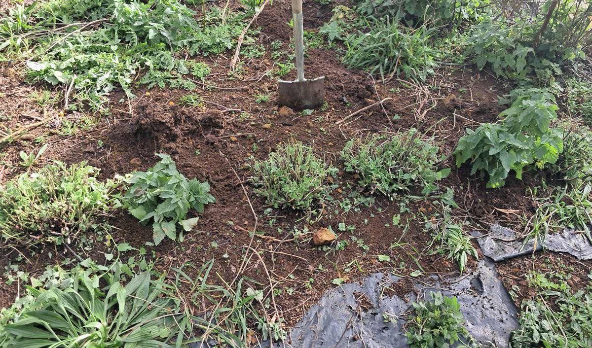 The row of catnip with holes filled with newer seedlings.