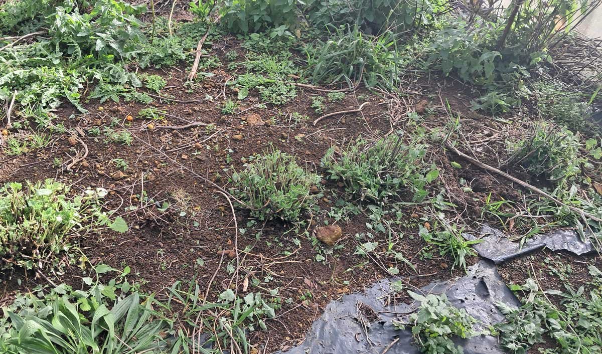 A row of catnip with some gaps that need filling.
