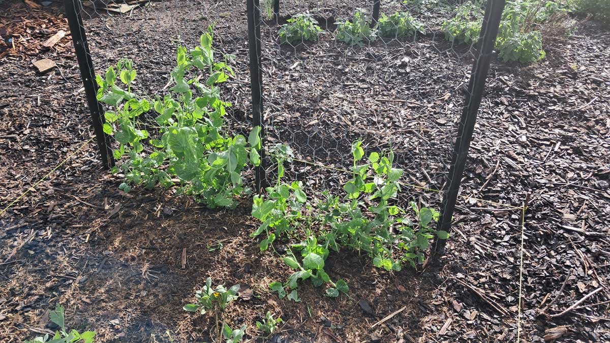Alderman peas climbing up their climbing frame.