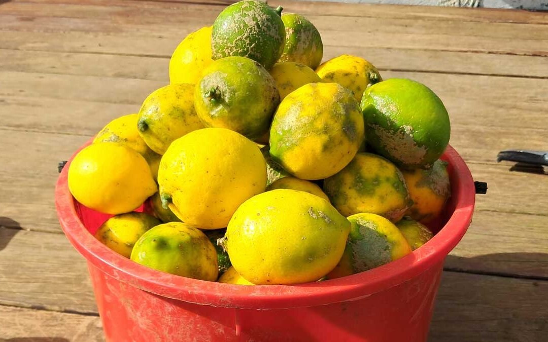 A pile of lemons in a red bucket.