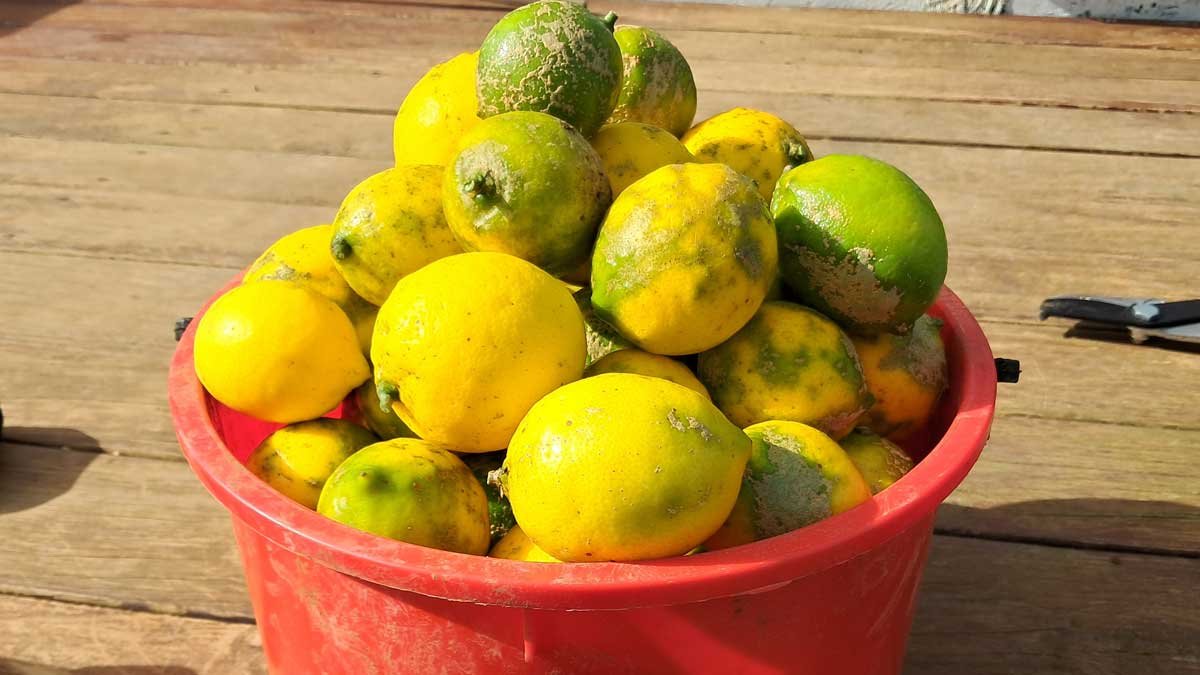 A pile of lemons in a red bucket.