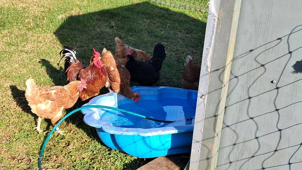 Chickens drinking water from a seashell pool behind their coop.