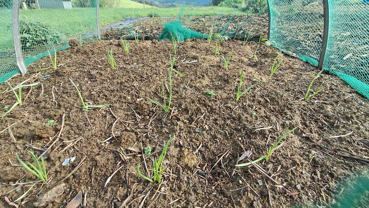 Garlic on 12 July 2025.