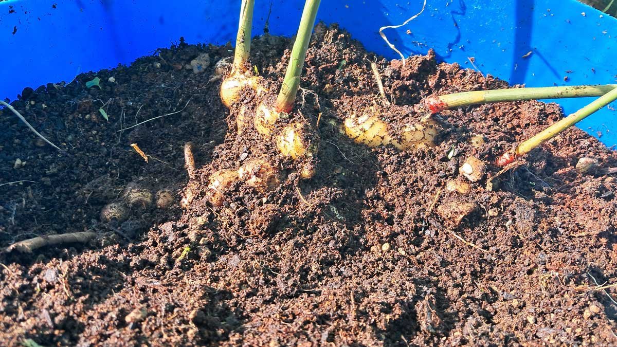 Uncovered ginger growing in a blue tub.