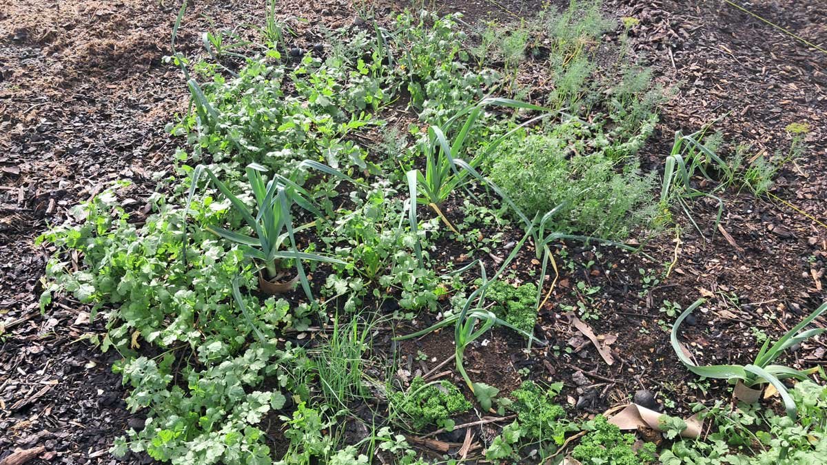 Leeks growing amongst self-sown cilantro, dill, and parsley.
