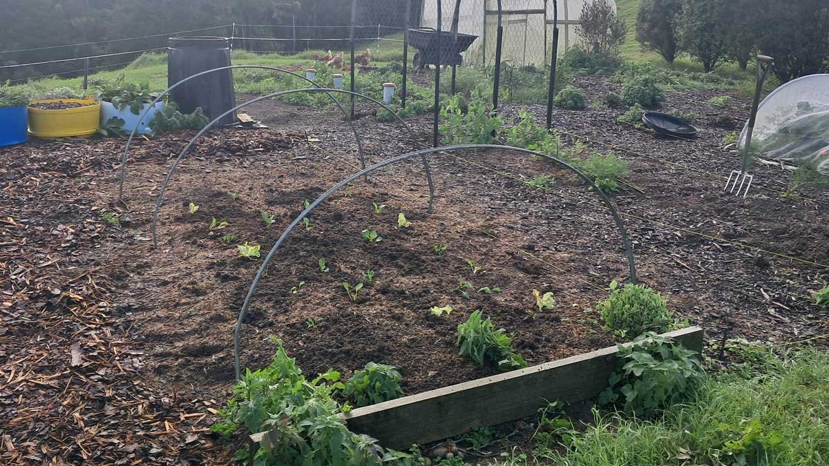 A recently planted garden bed with chickens in the background.