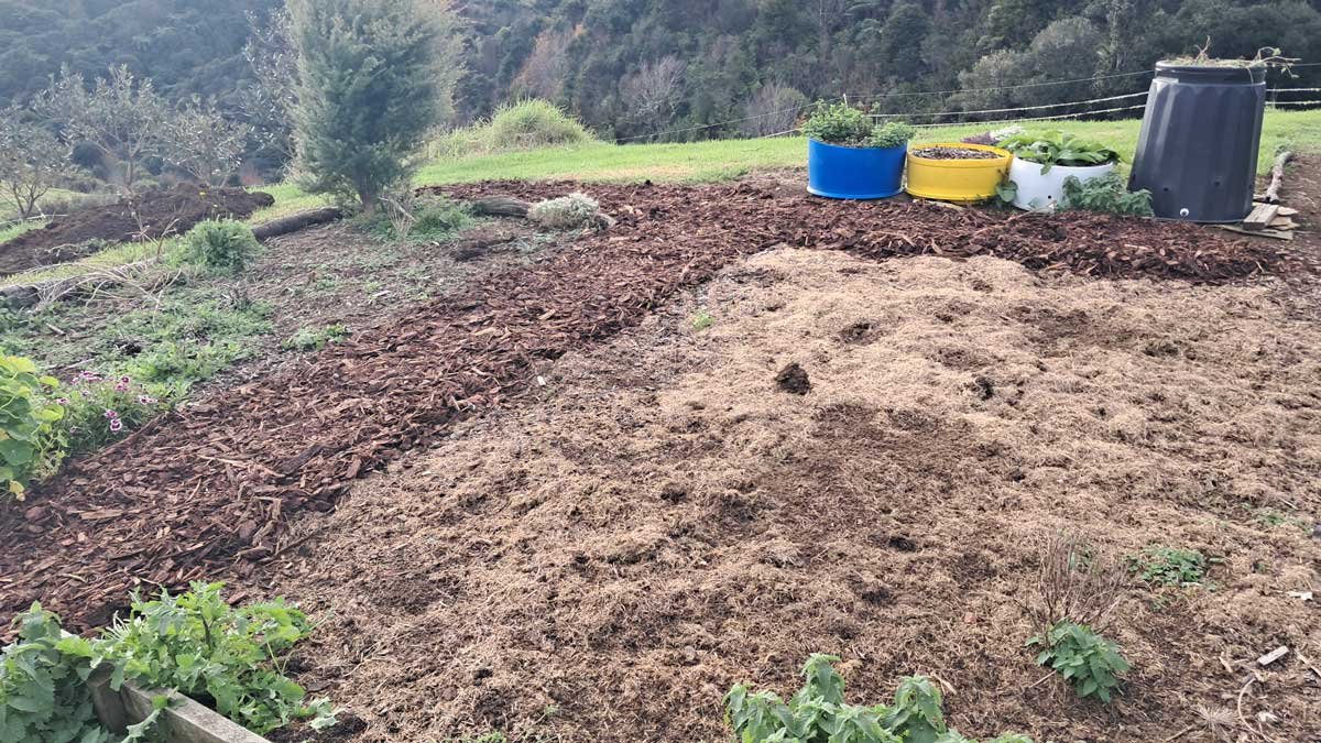 Reinvigorated garden paths covered in bark mulch.
