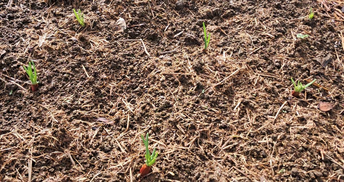 Shallots sprouting in the garden.