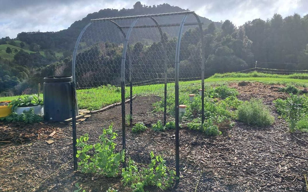The garden in winter 2025