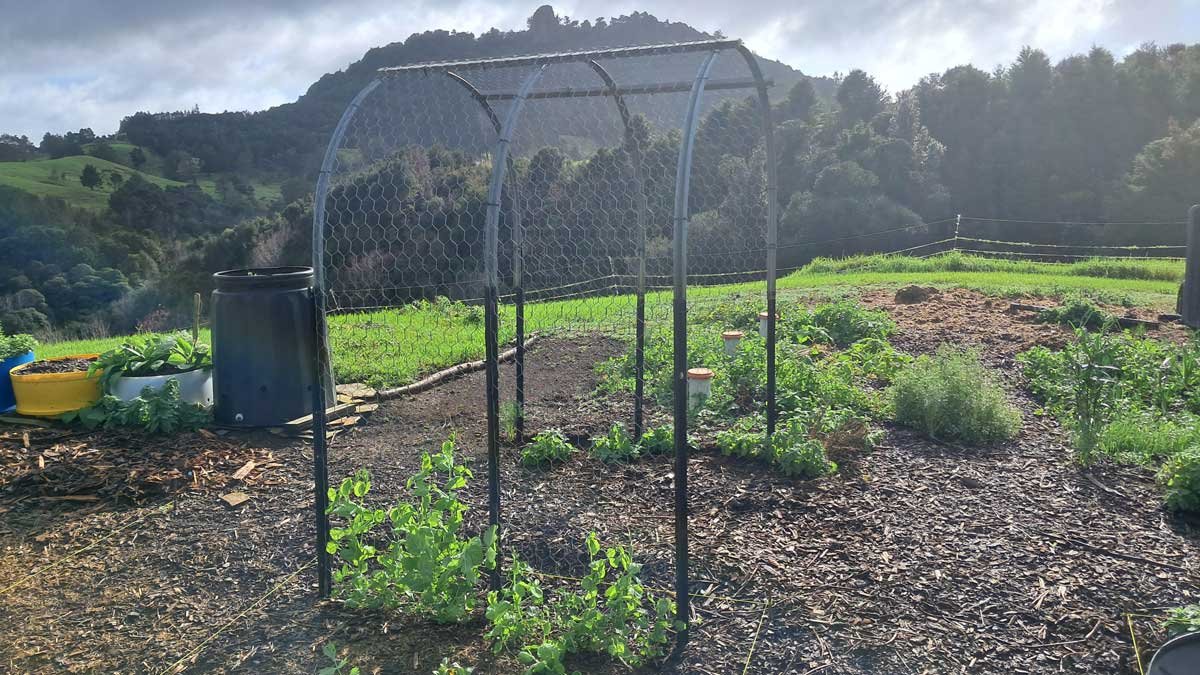 Peas growing up a trellis with our maunga, Orotere, in the background.