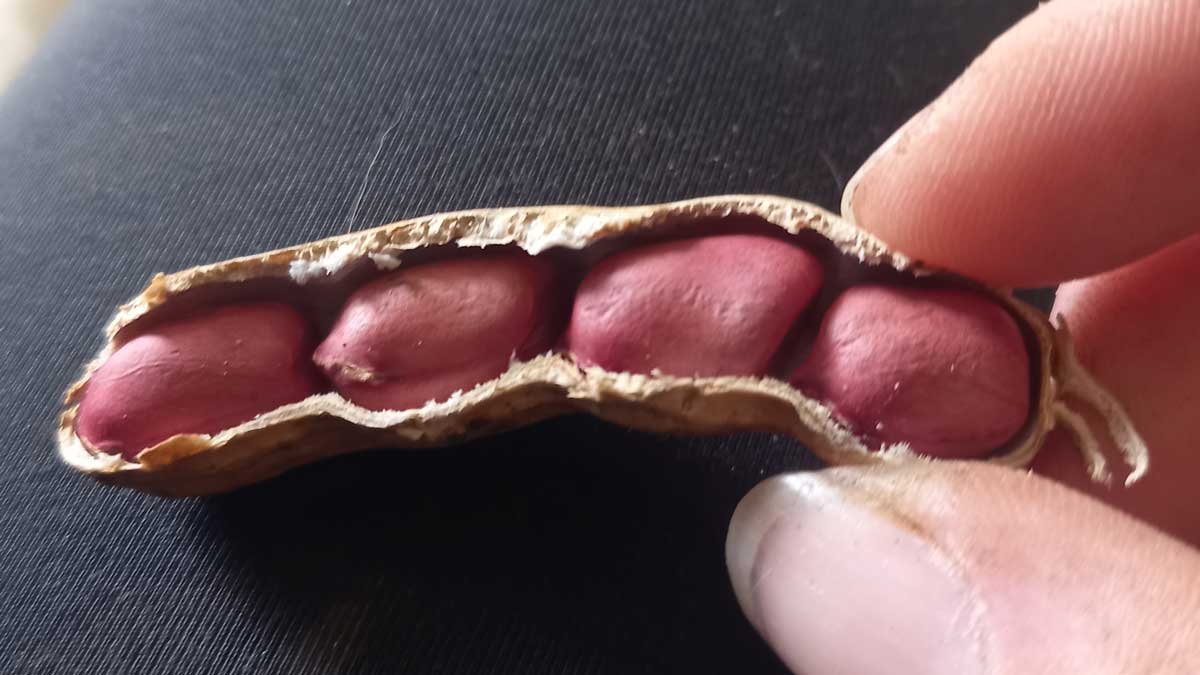 Four peanuts in the same peanut shell. Four peanuts in the same peanut shell.