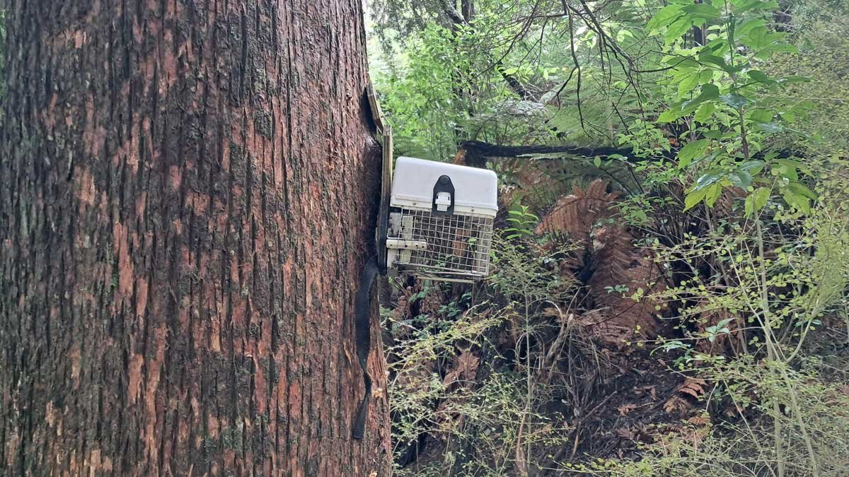Side view of an AT220 possum trap on a totara tree. Side view of an AT220 possum trap on a totara tree.