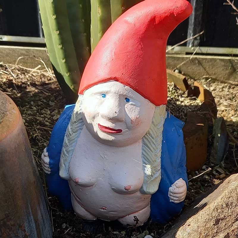A close up of the cactus lady gnome in the cactus garden.
