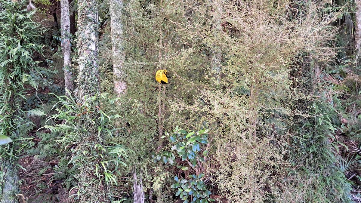 A d-rat trap in a stand of bushy tree. A d-rat trap in a stand of bushy tree.